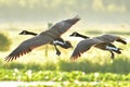 A closeup shot of a Canada Geese flying.