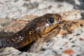 Closeup shot of a Cape Cobra (Naja nivea), a highly venomous snake from South Africa Royalty Free Stock Photo