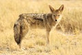 Closeup shot of a cape fox standing on grassy plains of a savanna in Namibia Royalty Free Stock Photo