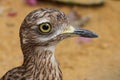 Closeup shot of the Cape thick-knee spotted dikkop, spotted thick-knee, Burhinus capensis Royalty Free Stock Photo