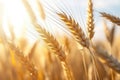 Closeup Shot Captures Sunny Field Of Wheat Royalty Free Stock Photo