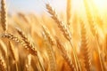 Closeup Shot Captures Sunny Field Of Wheat