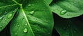 Closeup of a green leaf covered in water drops in its natural environment