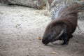 Closeup shot of a capybara with brown and white fur walking on the ground