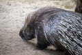 Closeup shot of a capybara with brown and white fur walking on the ground