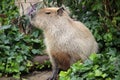 Closeup shot of a Capybara in the greenery