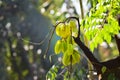 Closeup shot of a Carambola tree branch