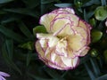 Closeup shot of a carnation, clove pink flower
