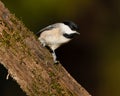 Closeup shot of a carolina chickadee bird perched on a tree branch Royalty Free Stock Photo