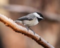 Closeup shot of a carolina chickadee perched on a branch Royalty Free Stock Photo