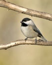 Closeup shot of a Carolina chickadee perched on a branch. Dover, Tennessee Royalty Free Stock Photo