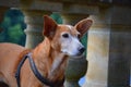 Closeup shot of a Carolina Dog Royalty Free Stock Photo