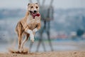 Closeup shot of a Carolina Dog running at the beach Royalty Free Stock Photo