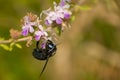 Closeup shot of a carpenter bee male pollinating flowers in the summer day Royalty Free Stock Photo