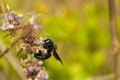 Closeup shot of a carpenter bee male pollinating flowers in the summer day Royalty Free Stock Photo