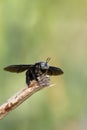 Closeup shot of a carpenter bee Royalty Free Stock Photo