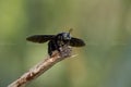 Closeup shot of a carpenter bee Royalty Free Stock Photo