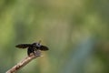 Closeup shot of a carpenter bee Royalty Free Stock Photo