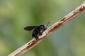 Closeup shot of a carpenter bee Royalty Free Stock Photo