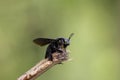 Closeup shot of a carpenter bee Royalty Free Stock Photo