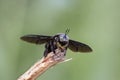 Closeup shot of a carpenter bee Royalty Free Stock Photo