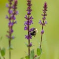 Closeup shot of a carpenter bee on a purple flower. Royalty Free Stock Photo