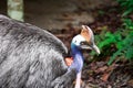 A closeup shot of a Cassowary bird Casuarius in a park somewhere Royalty Free Stock Photo