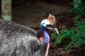 A closeup shot of a Cassowary bird Casuarius in a park somewhere Royalty Free Stock Photo