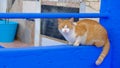 Closeup shot of a cat at the fishing port in Ayamonte, Huelva, Spain, Andalusia