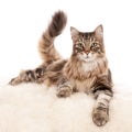 Closeup shot of a cat lying on a white fluffy texture isolated on a white background Royalty Free Stock Photo