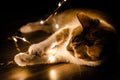 Closeup shot of a cat playing an orange series light in the dark