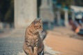 Closeup shot of a cat sitting on the ground while looking aside Royalty Free Stock Photo