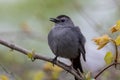 Closeup shot of a cat thrush on a tree during the day Royalty Free Stock Photo