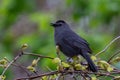 Closeup shot of a cat thrush on a tree during the day Royalty Free Stock Photo