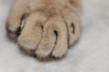 Closeup shot of cat toes Royalty Free Stock Photo
