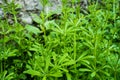 A closeup shot of Catchweed bedstraw plant, Galium aparine. Common names including cleavers, clivers, catchweed and sticky willy.