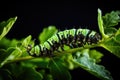 Closeup shot of a caterpillar crawling on the green plant