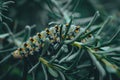 Closeup shot of a caterpillar crawling on the green plant