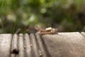 Closeup shot of a caterpillar crawling on a wooden surface found in the nature Royalty Free Stock Photo