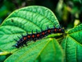 Closeup shot of a caterpillar eating leaf