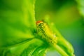 Closeup shot of a caterpillar on a green leaf Royalty Free Stock Photo