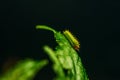 Closeup shot of a caterpillar on a green leaf Royalty Free Stock Photo