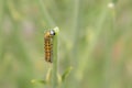 Closeup shot of a caterpillar on a green plant with a blurred background Royalty Free Stock Photo