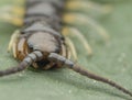 Closeup shot of centipede or Lithobius forficatus .