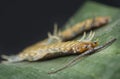 Closeup shot of centipede or Lithobius forficatus .