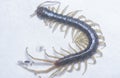 Closeup shot of centipede or Lithobius forficatus