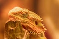 Closeup shot of a central bearded dragon (Pogona vitticeps) leaned towards a rock Royalty Free Stock Photo