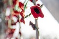 Closeup shot of a chain of knitted poppies