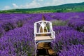 Closeup shot of a chair in a field of lavender Royalty Free Stock Photo