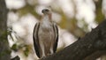 closeup shot of changeable or crested hawk eagle or nisaetus cirrhatus front profile feather details perched on tree calling